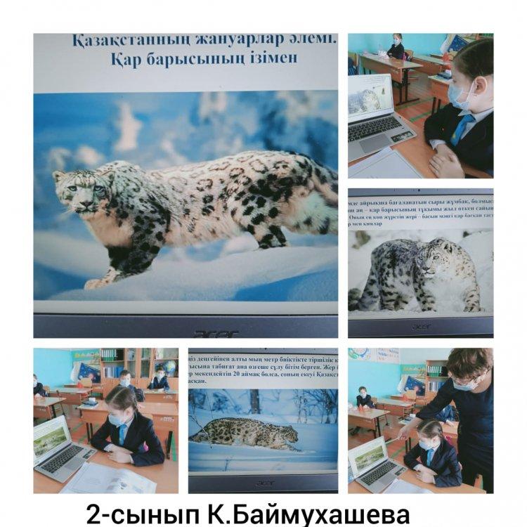 "Қар барысының ізімен"